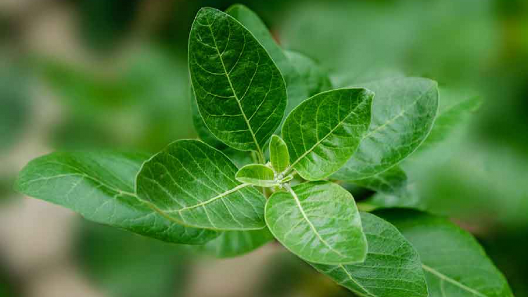Stress and Adaptogens